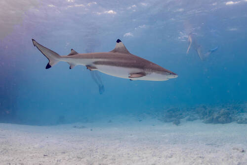 Carcharhinus melanopterus