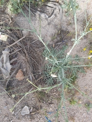 Launaea mucronata