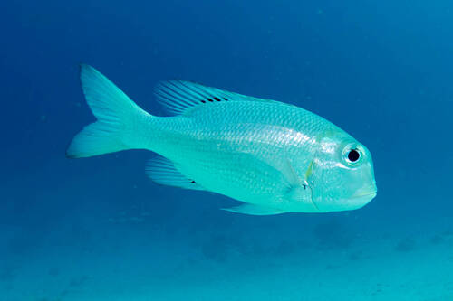 Humpnose Bigeye Bream — seen at this dive site