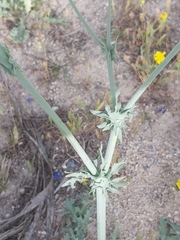 Launaea mucronata