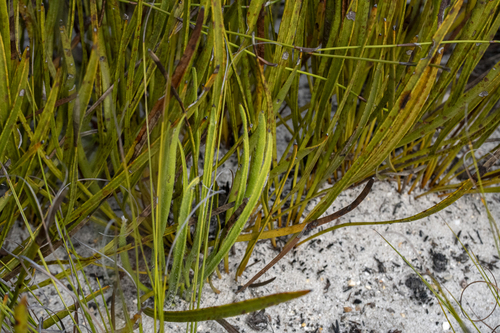 Sandpaperleaf Sugarbush (Protea scabra)