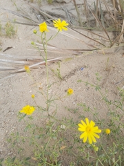 Senecio glaucus