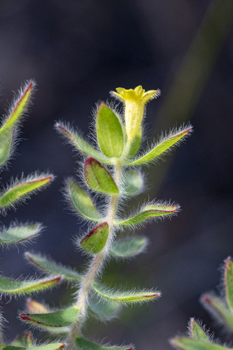 Shy Capesaffron (Gnidia humilis)