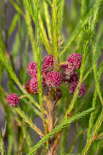 Vlei Kolkol (Berzelia lanuginosa)