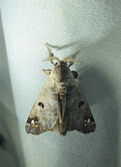 Pantelodes centralamericana