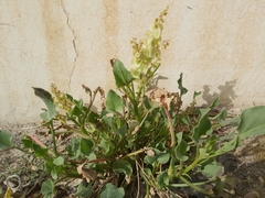 Rumex vesicarius