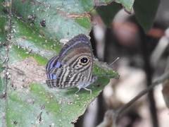 Riodinidae