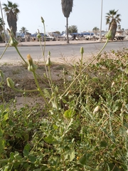 Sonchus