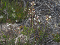 Wahlenbergia tenella