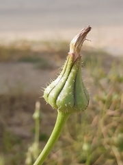 Sonchus
