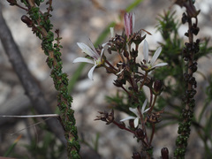 Wahlenbergia tenella