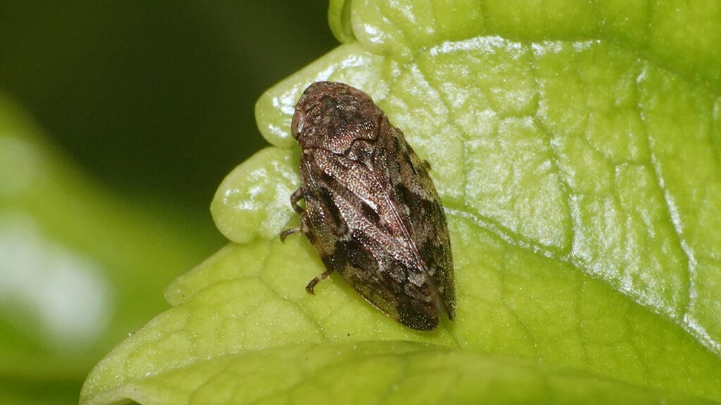 Jembrana