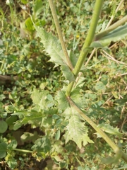 Sonchus
