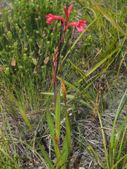 Watsonia zeyheri