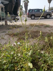 Sonchus
