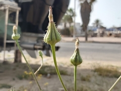 Sonchus