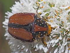 Trichostetha capensis hottentotta