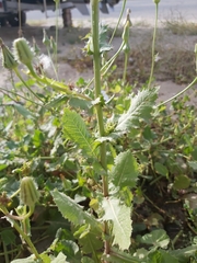 Sonchus