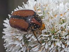 Trichostetha capensis hottentotta