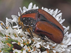 Trichostetha capensis hottentotta