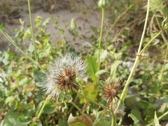 Sonchus