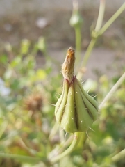 Sonchus