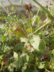 Sonchus