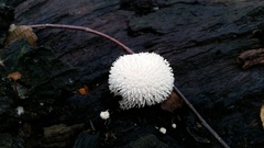 Lycoperdon pulcherrimum