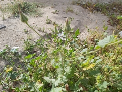 Sonchus
