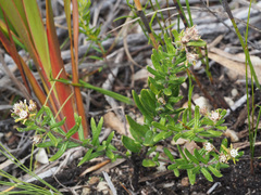 Aspidoglossum heterophyllum