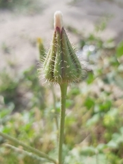 Sonchus