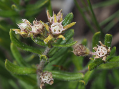 Aspidoglossum heterophyllum