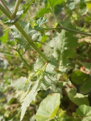 Sonchus
