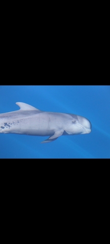 Globicephala macrorhynchus
