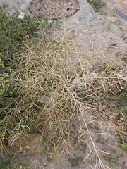 Brassica tournefortii