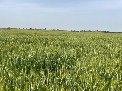 Bread Wheat