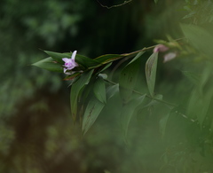 Sobralia rosea