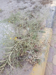 Brassica tournefortii