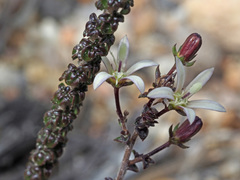 Wahlenbergia tenella