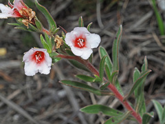 Lobostemon curvifolius