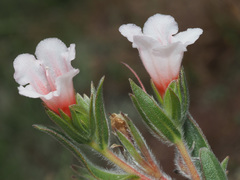 Lobostemon curvifolius