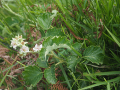 Rubus rigidus