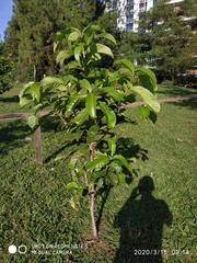 Lagerstroemia langkawiensis