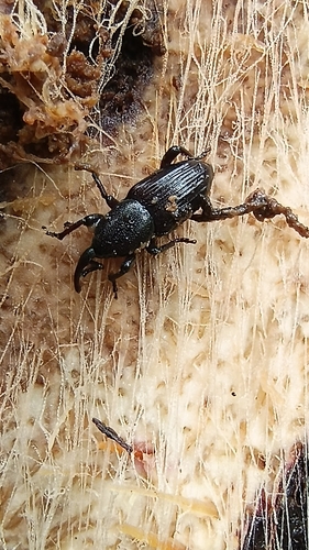 Banana root borer
