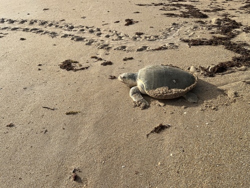 Kemp's Ridley Sea Turtle observed by just_josh