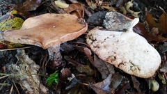 Polyporus radicatus