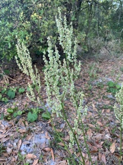 Rumex hastatulus image