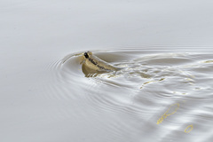 Periophthalmodon schlosseri