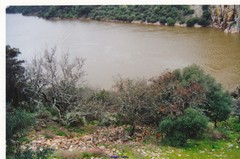 Olea europaea europaea