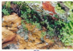 Oeosporangium